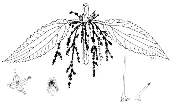 Крапива жгучая Фармакогнозия