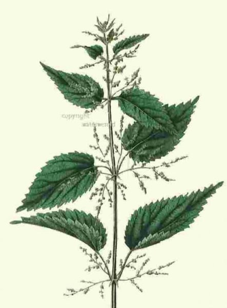 Крапива двудомная ботаника