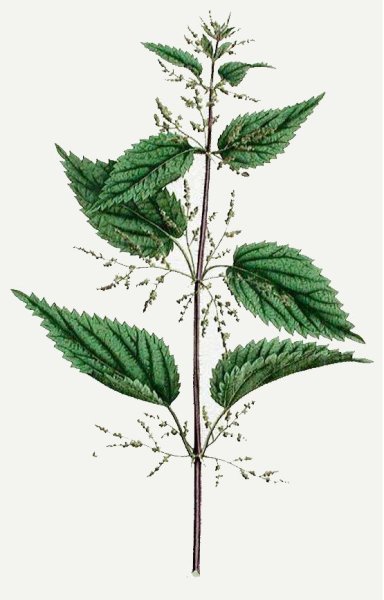 Крапива двудомная Ботаническая