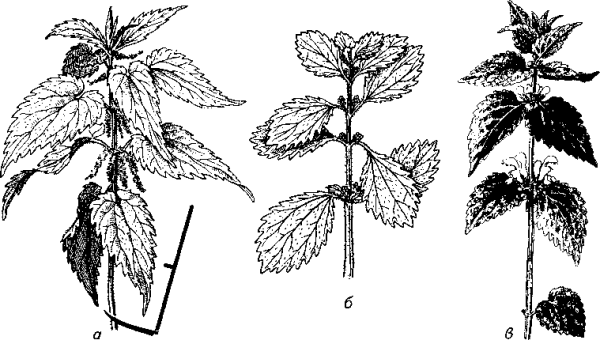 Листья крапивы двудомной