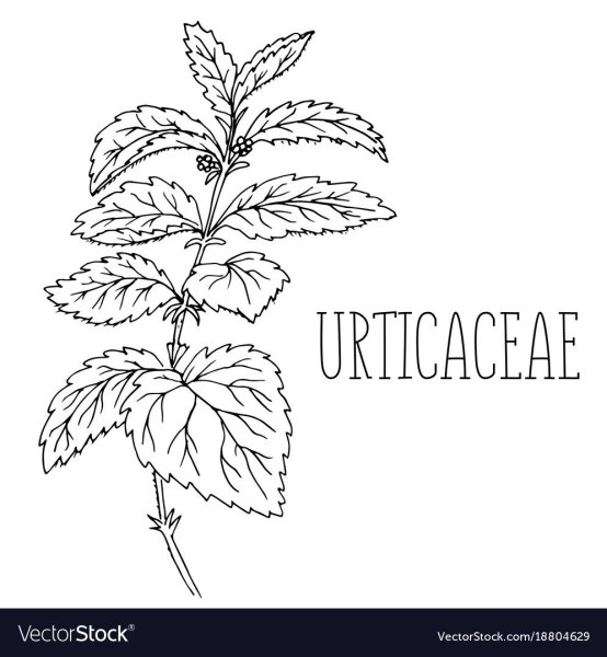 Крапива двудомная Черна белая