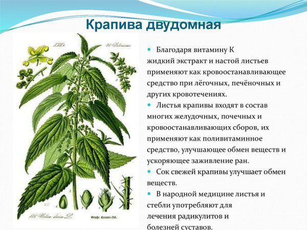 Крапива двудомная чб