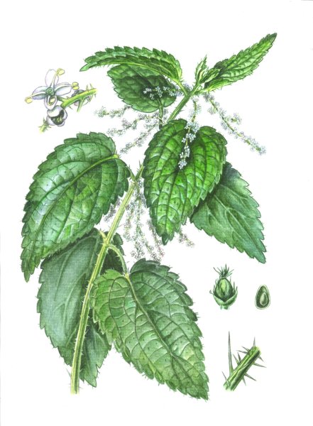 Крапива жгучая (Urtica urens)