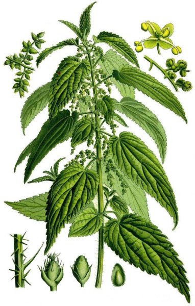 Крапива двудомная ботаника