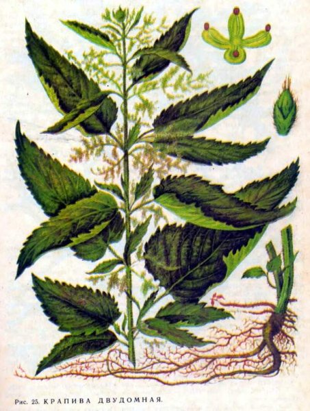 Крапива двудомная карандашом