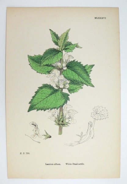 Крапива карандашом профессиональная