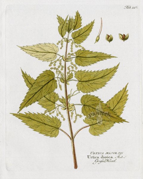 Крапива двудомная Ботаническая