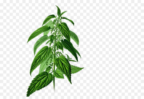 Крапива двудомная яснотка белая крапива жгучая