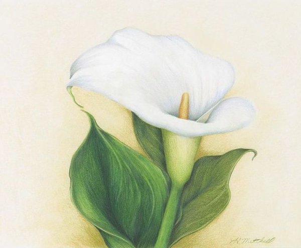 Каллы карандашом