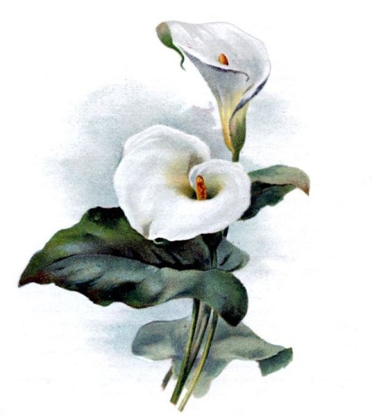 Цветы каллы акварелью