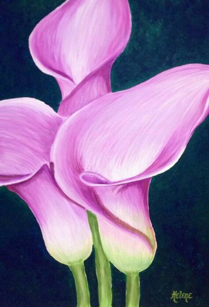 Каллы карандашом