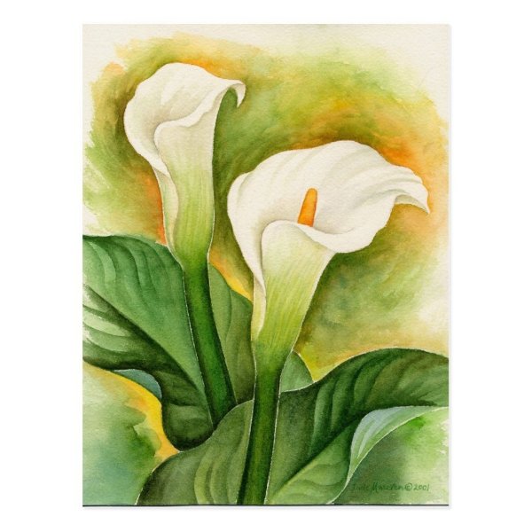 Калла Капитан Розетт