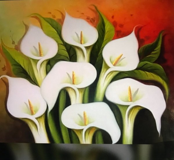 Белокрыльник Ботанический рисунок