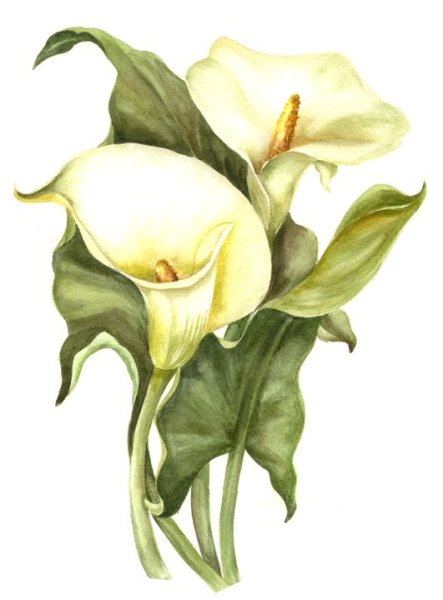 Каллы эскиз