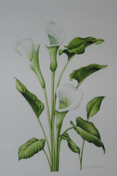 Каллы карандашом