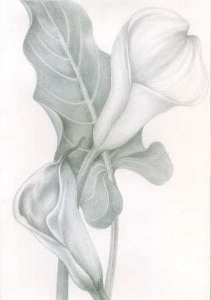 Каллы акрилом
