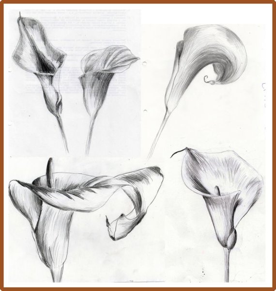Каллы эскиз