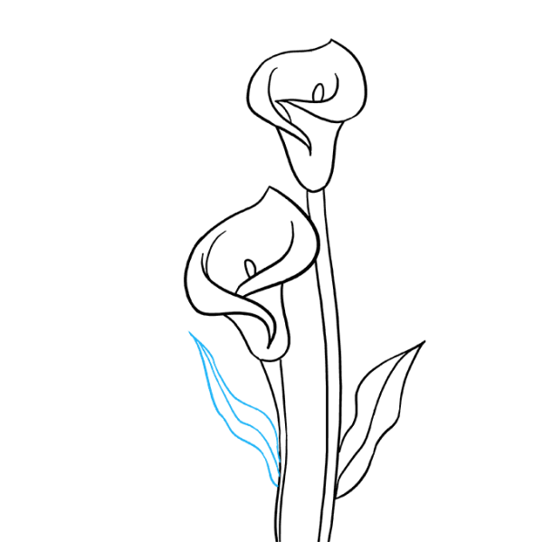 Цветы каллы акварелью