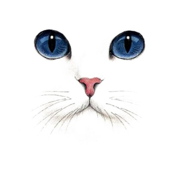 Красивые мордочки нарисованные