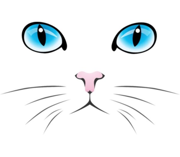 Мордочка кошки рисунок