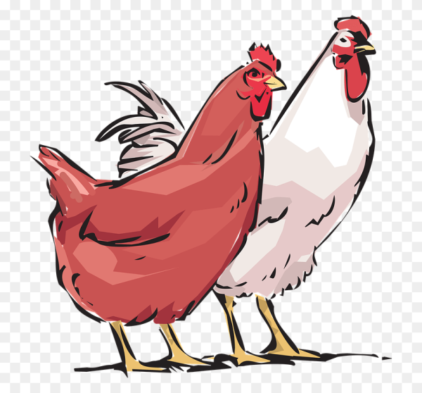 Курица рисунок