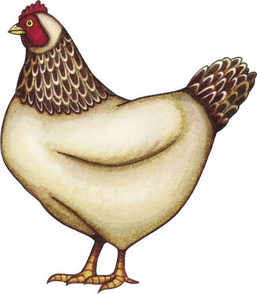 Изображение курицы