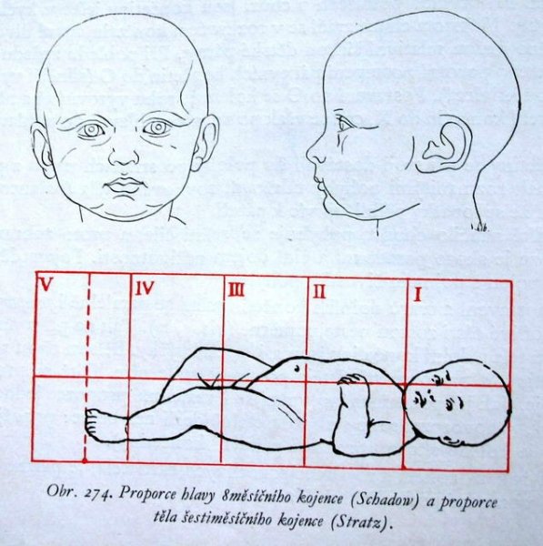 Пропорции головы ребенка
