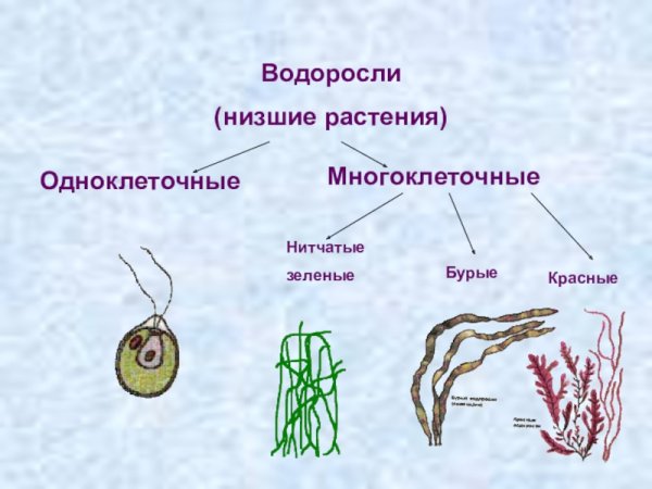 Низшие растения водоросли 6 класс биология таблица