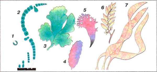 Рисунок водоросли по биологии