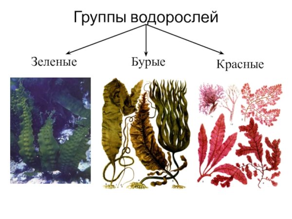 Многоклеточные водоросли зеленые бурые красные