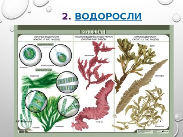 Представители многоклеточных водорослей