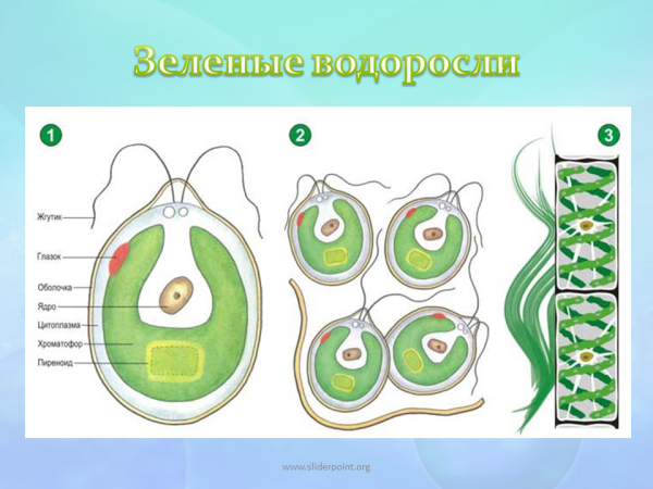 Зеленые водоросли биология