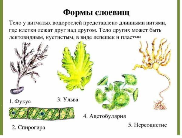 Строение таллома ламинарии