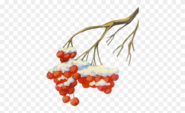 Ветка рябины зимой детям