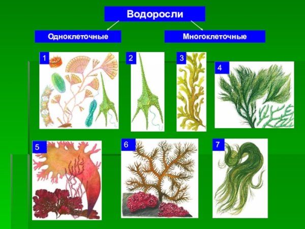 Многоклеточные водоросли 5 класс биология