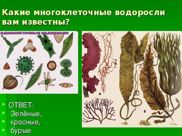 Схема водоросли по биологии 6 класс