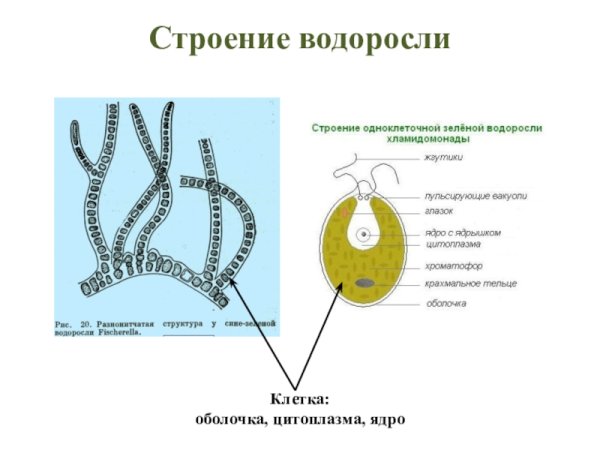 Лабораторная работа строение водорослей