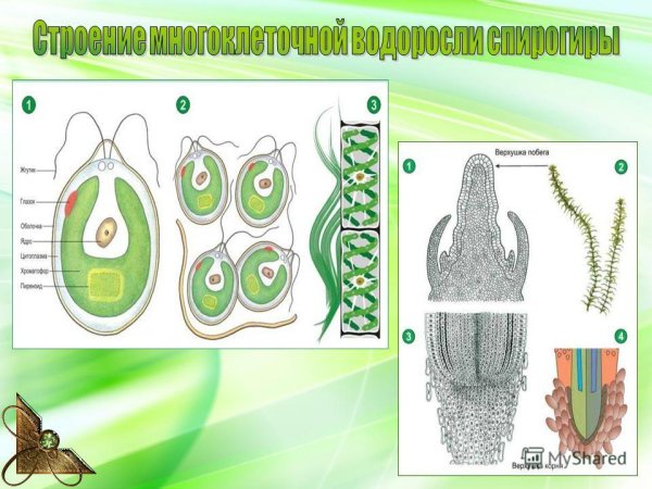 Слоевищные многоклеточные водоросли