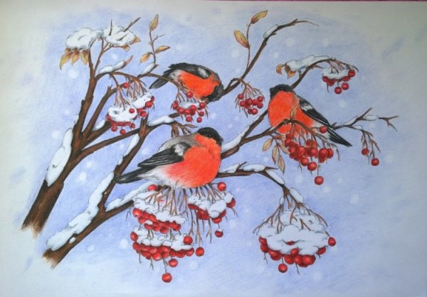 Рисование Снегирь на ветке рябины