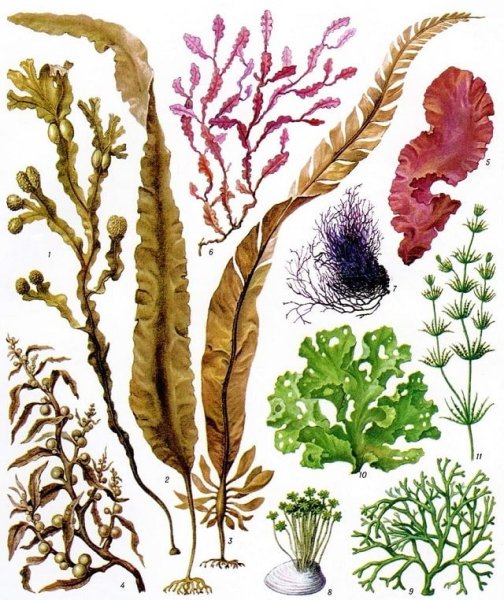 Кладофора строение таллома