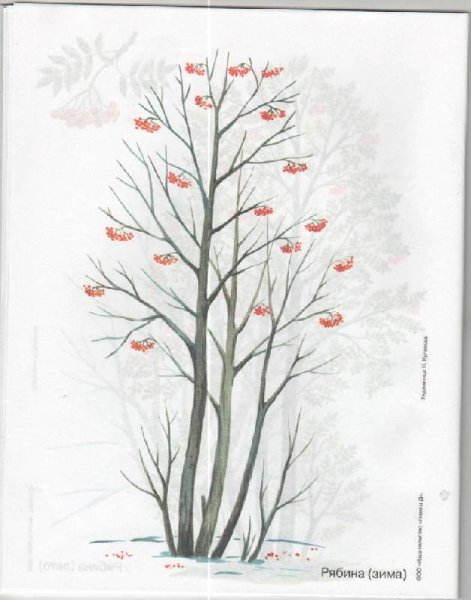 Рябина карандашом дерево