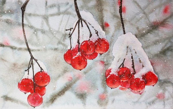 Рябина в снегу акварель