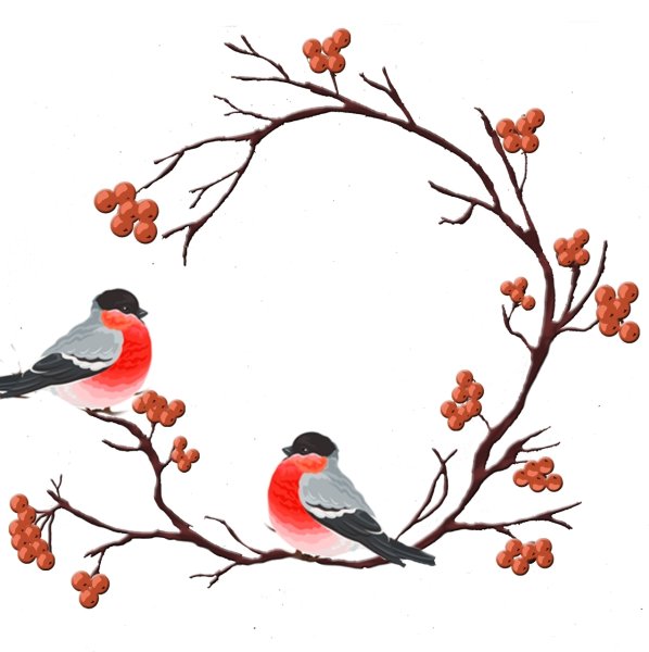 Снегирь на белом фоне