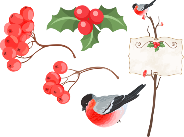 Снегирь рисунок