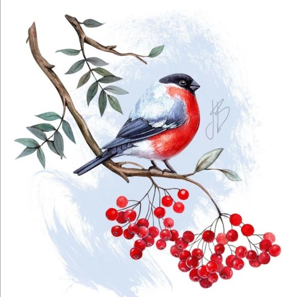 Снегири на веточке на белом фоне