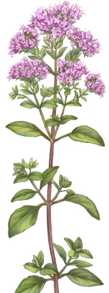 Душица обыкновенная