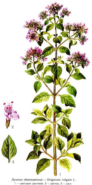 Душица вектор