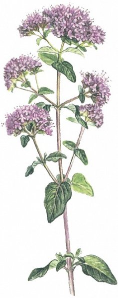 Душица рисунок