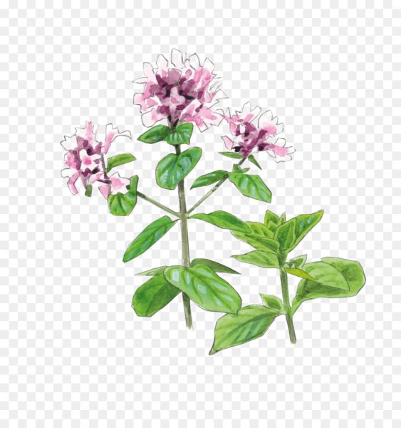 Душица обыкновенная гербарий