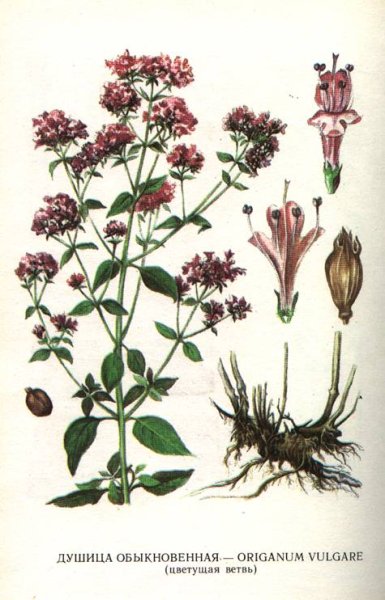 Душица обыкновенная (Origanum vulgare)